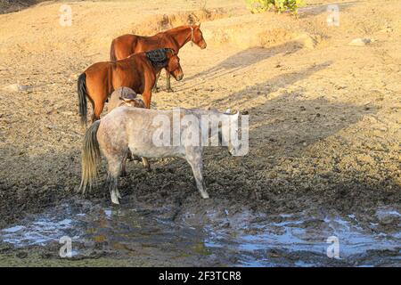 Un âne, un cheval, un poulain et un colt tentent de boire de l'eau de la boue sur le plancher d'un barrage presque asséché par des sécheresses dans le désert de Sonora, au Mexique. ranch dans le désert et Tonibabi ejido en Sierra la Madera, municipalité de Moctezuma, Sonora, au Mexique. (Photo par Luis Gutierrez / Norte photo) un burro, un caballo, un potrillo y una llegua intentan beber agua del lodo en el suelo de un represo casi seco por las sequias en el desierto de Sonora, Mexique. rancho en el desierto y ido Tonibi en la Sierra Madera, municipio de Moctezuma, Sonora, Mexique. (Photo par Luis Gutierrez/Norte photo) Banque D'Images