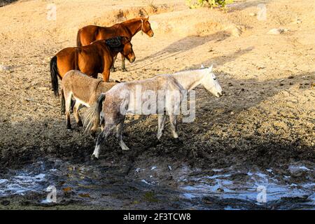 Un âne, un cheval, un poulain et un colt tentent de boire de l'eau de la boue sur le plancher d'un barrage presque asséché par des sécheresses dans le désert de Sonora, au Mexique. ranch dans le désert et Tonibabi ejido en Sierra la Madera, municipalité de Moctezuma, Sonora, au Mexique. (Photo par Luis Gutierrez / Norte photo) un burro, un caballo, un potrillo y una llegua intentan beber agua del lodo en el suelo de un represo casi seco por las sequias en el desierto de Sonora, Mexique. rancho en el desierto y ido Tonibi en la Sierra Madera, municipio de Moctezuma, Sonora, Mexique. (Photo par Luis Gutierrez/Norte photo) Banque D'Images