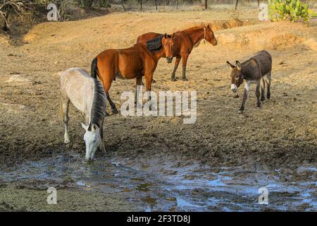 Un âne, un cheval, un poulain et un colt tentent de boire de l'eau de la boue sur le plancher d'un barrage presque asséché par des sécheresses dans le désert de Sonora, au Mexique. ranch dans le désert et Tonibabi ejido en Sierra la Madera, municipalité de Moctezuma, Sonora, au Mexique. (Photo par Luis Gutierrez / Norte photo) un burro, un caballo, un potrillo y una llegua intentan beber agua del lodo en el suelo de un represo casi seco por las sequias en el desierto de Sonora, Mexique. rancho en el desierto y ido Tonibi en la Sierra Madera, municipio de Moctezuma, Sonora, Mexique. (Photo par Luis Gutierrez/Norte photo) Banque D'Images