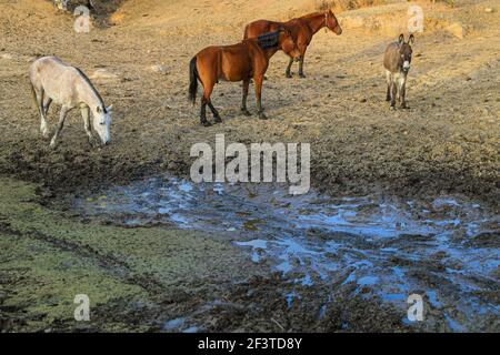 Un âne, un cheval, un poulain et un colt tentent de boire de l'eau de la boue sur le plancher d'un barrage presque asséché par des sécheresses dans le désert de Sonora, au Mexique. ranch dans le désert et Tonibabi ejido en Sierra la Madera, municipalité de Moctezuma, Sonora, au Mexique. (Photo par Luis Gutierrez / Norte photo) un burro, un caballo, un potrillo y una llegua intentan beber agua del lodo en el suelo de un represo casi seco por las sequias en el desierto de Sonora, Mexique. rancho en el desierto y ido Tonibi en la Sierra Madera, municipio de Moctezuma, Sonora, Mexique. (Photo par Luis Gutierrez/Norte photo) Banque D'Images