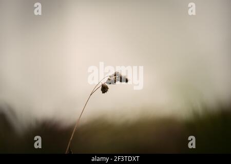 Une mise au point sélective d'un seul roseau Banque D'Images