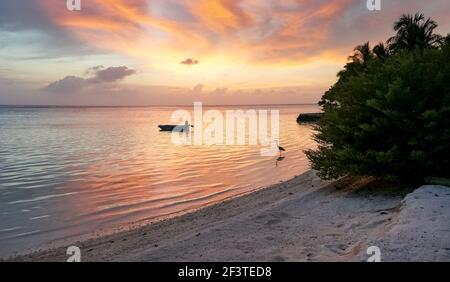 Pêche au héron gris au coucher du soleil sur une plage des maldives Banque D'Images