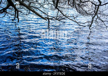 Poznan, Wielkopolska, Pologne. 17 mars 2021. Le ciel de mars se reflète dans les eaux ondulées du lac Rusalka. Dans l'image: Le motif noir sur l'eau est reflété les branches de l'arbre. Credit: Dawid Tatarkiewicz/ZUMA Wire/Alay Live News Banque D'Images