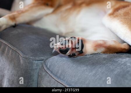 Une croix Husky de St. Bernard est dotée d'un tampon de pattes déchirées (découpé) douloureux et l'a léchée jusqu'à ce qu'elle soit rouge, saignée et brute. L'enlèvement de matière continue à être ouvert Banque D'Images