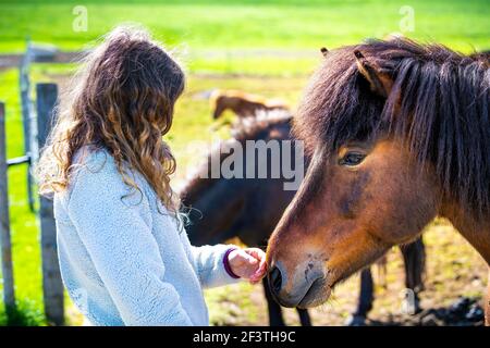 Jeune fille en contact avec le visage de cheval noir et marron Dirigez-vous dans la campagne rurale champ pâturage paddock en Islande été Banque D'Images