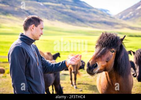 Les jeunes heureux homme debout, regardant beaucoup de chevaux Islandais dans l'air extérieur, en Islande, en paddock stable campagne rural farm, montagnes, faire des grimaces, Banque D'Images