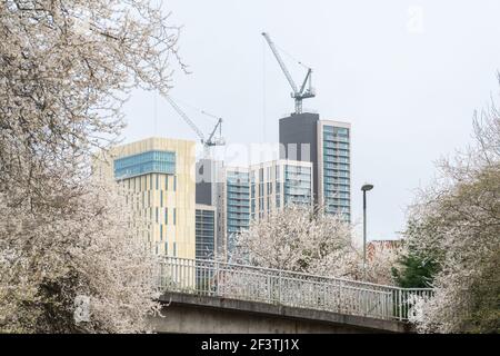 Vue sur la ville de Woking depuis le canal de Basingstoke, avec la nouvelle tour de Victoria Square, Surrey, Royaume-Uni, entourée de Blossom Banque D'Images