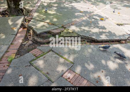 Déformation du trottoir due aux racines des arbres, Bogota, Colombie Banque D'Images