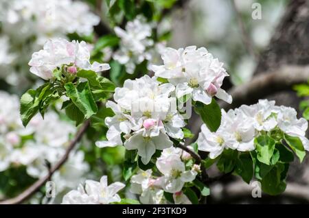 Le pommier blanc fleuris au printemps Banque D'Images