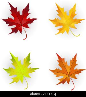 Ensemble de feuilles d'érable d'automne. Illustration de Vecteur