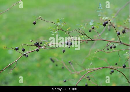 Hanches noires de Rosa beggeriana dans un jardin en octobre Banque D'Images