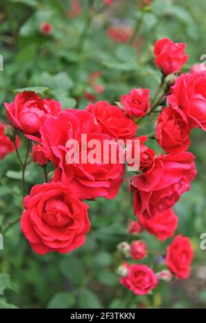 Rouge à grandes fleurs Climber rose (Rosa) Blaze fleurit dans un jardin en juin Banque D'Images