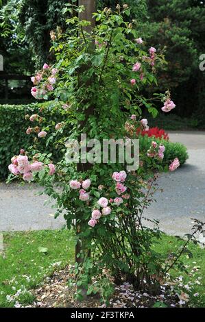 Rose rosier à grande fleur rose (Rosa) Blossomtime fleurit sur un bois pergola dans un jardin en juin Banque D'Images