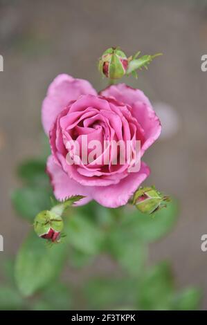 Lilas hybride thé rose (Rosa) Blue River fleurit dans un jardin en juillet Banque D'Images