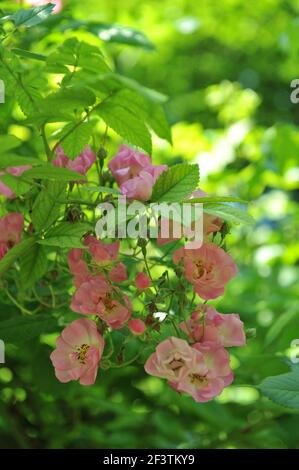 Rose clair Polyantha rose (Rosa) le Rambler de la rousse fleurit dans un jardin en juin Banque D'Images