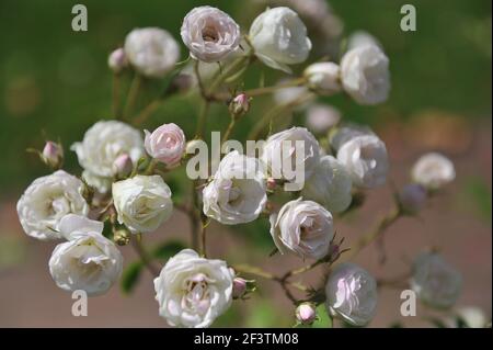 Blanc avec un rose undertones semi-double Rambler rose (Rosa) rougir La mariée fleurit dans un jardin en juin Banque D'Images