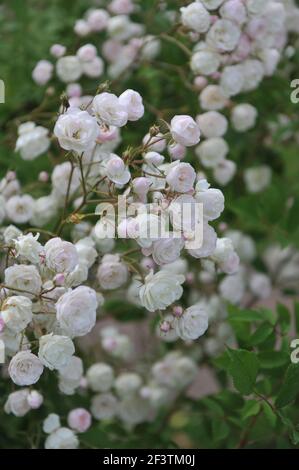 Blanc avec un rose undertones semi-double Rambler rose (Rosa) rougir La mariée fleurit dans un jardin en juin Banque D'Images