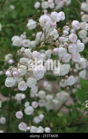 Blanc avec un rose undertones semi-double Rambler rose (Rosa) rougir La mariée fleurit dans un jardin en juin Banque D'Images