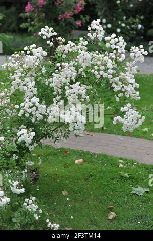 Blanc avec un rose undertones semi-double Rambler rose (Rosa) rougir La mariée fleurit dans un jardin en juin Banque D'Images