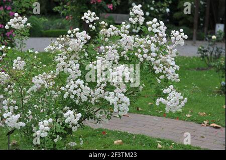 Blanc avec un rose undertones semi-double Rambler rose (Rosa) rougir La mariée fleurit dans un jardin en juin Banque D'Images