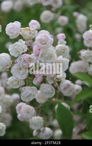 Blanc avec un rose undertones semi-double Rambler rose (Rosa) rougir La mariée fleurit dans un jardin en juin Banque D'Images