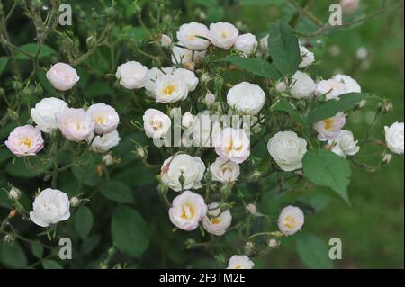 Blanc avec un rose undertones semi-double Rambler rose (Rosa) rougir La mariée fleurit dans un jardin en juin Banque D'Images