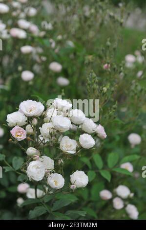 Blanc avec un rose undertones semi-double Rambler rose (Rosa) rougir La mariée fleurit dans un jardin en juin Banque D'Images