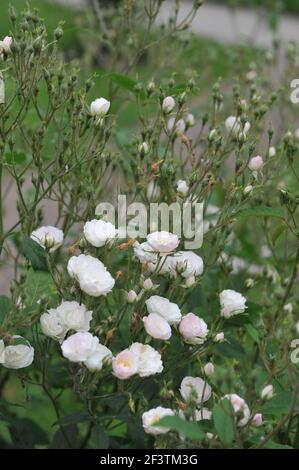 Blanc avec un rose undertones semi-double Rambler rose (Rosa) rougir La mariée fleurit dans un jardin en juin Banque D'Images