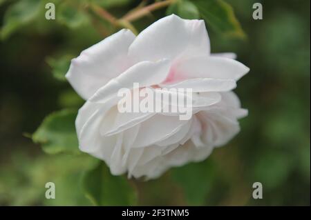 Rose de Noisette (Rosa) blanc historique boule de neige fleurit Un jardin en mai Banque D'Images