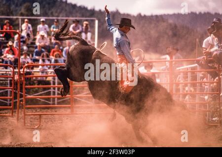 Un cow-boy dans une compétition de taureaux dans un rodéo de petite ville au Nouveau-Mexique roule dans un nuage de poussière. Banque D'Images