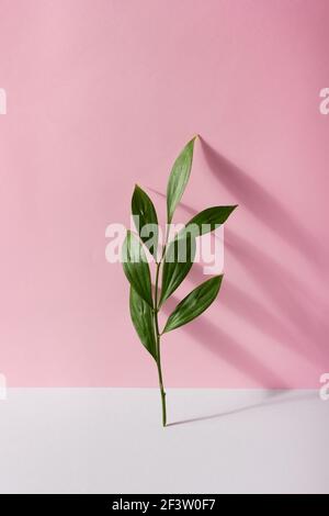 Feuille de Ruscus vert sur fond rose Banque D'Images