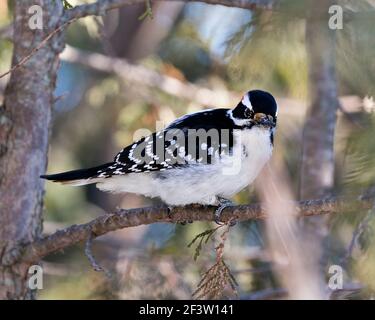 Vue en gros plan du pic perchée affichant un plumage de plumes dans son environnement et son habitat dans la forêt avec un arrière-plan flou. Image. Banque D'Images