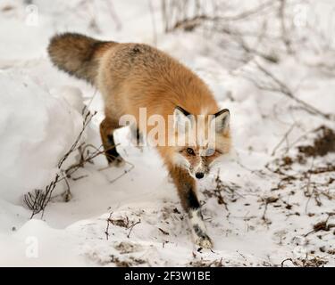 Profil de renard unique rouge en gros plan marchant vers vous et regardant l'appareil photo en hiver dans son environnement avec un fond de neige flou. Fox image Banque D'Images