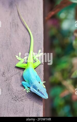 Reptile ou lézard d'anole cubain. Faux Chameleon, Cuba Banque D'Images