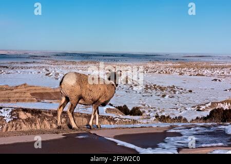 Mouflon de Bighorn, parc national des Badlands, Dakota du Sud, États-Unis Banque D'Images