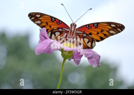 Un beau papillon orange perché sur une fleur rose. Banque D'Images