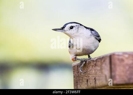 Nuthatch croisé blanc sur l'alerte en vérifiant ce bruit étrange dans la distance. Banque D'Images