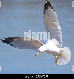 Mouette attrapée au moment où elle a décidé de s'arrêter et de se préparer à plonger et à dîner. Banque D'Images