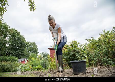 Hambourg, Allemagne. 17 août 2018. En ce qui concerne le rapport du service thématique de Dorothée Waechter du 18 mars 2021: Les variétés anciennes peuvent être récoltées dès juillet et août, les variétés moyennes-précoces au début de septembre et les variétés tardives jusqu'à octobre. Credit: Christin Klose/dpa-tmn/dpa/Alay Live News Banque D'Images