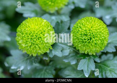 Belle pompon chrysanthème fleurs fleurir dans le jardin le jour du printemps Banque D'Images