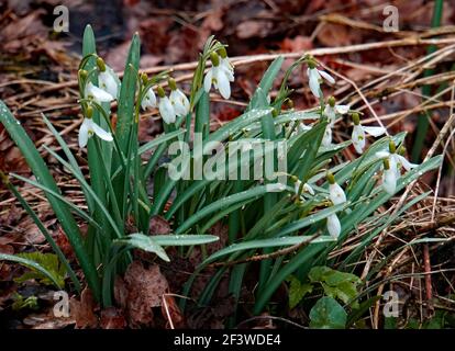 Quelques gouttes de neige tardives fleurissent dans le bois. Ils se tiennent entre les feuilles séchées. Banque D'Images