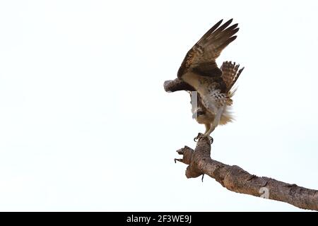 Osprey prenant le vol d'un pandanus en Australie. Banque D'Images