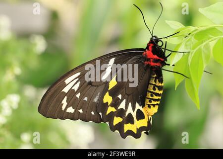 Une belle femelle de Cairns Birdwing papillon reposant sur une feuille Banque D'Images