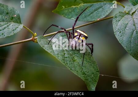 Image macro d'araignée Orb-weaver, araignée d'écriture, araignée de signature, araignée de jardin sur une feuille humide verte avec arrière-plan bokeh. Banque D'Images