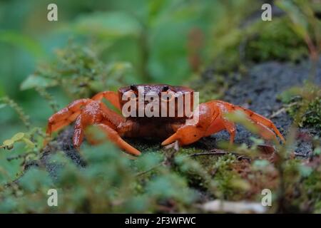 Crabe rouge-orange au Kerala, mousson sauvage jour pluvieux Banque D'Images
