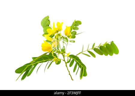 Fermé fleur jaune American Cassia ou Golden Wonder isolé sur fond blanc.saved avec le chemin d'écrêtage. Banque D'Images