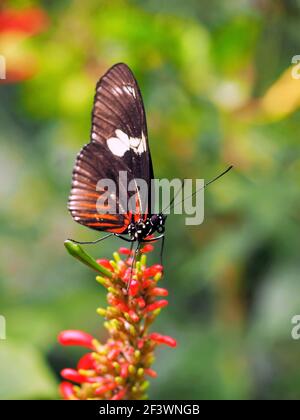 Orange noir et blanc Heliconius erato notabilis papillon communément connu sous le nom de petit papillon postman, rouge passion fleur papillon Banque D'Images