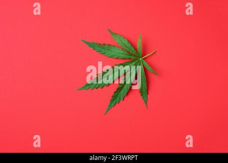 Feuille de chanvre verte sur fond rouge. Vue de dessus, espace de copie. Gros plan de la feuille de cannabis Banque D'Images