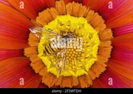 Survol de marmelade - sur Gazania FlowerEpisyrphus balteatus Essex, Royaume-Uni IN000814 Banque D'Images