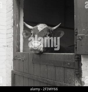 1960s, historique, un taureau dans un hangar avec sa tête au-dessus de la ferme ou de la porte stable, Angleterre, Royaume-Uni. La conception de la porte, également connue sous le nom de porte hollandaise - comme elles étaient couramment utilisées aux pays-Bas au 17th siècle - garde l'animal à l'intérieur, tout en permettant à la lumière et à l'air de passer par la moitié supérieure. Banque D'Images